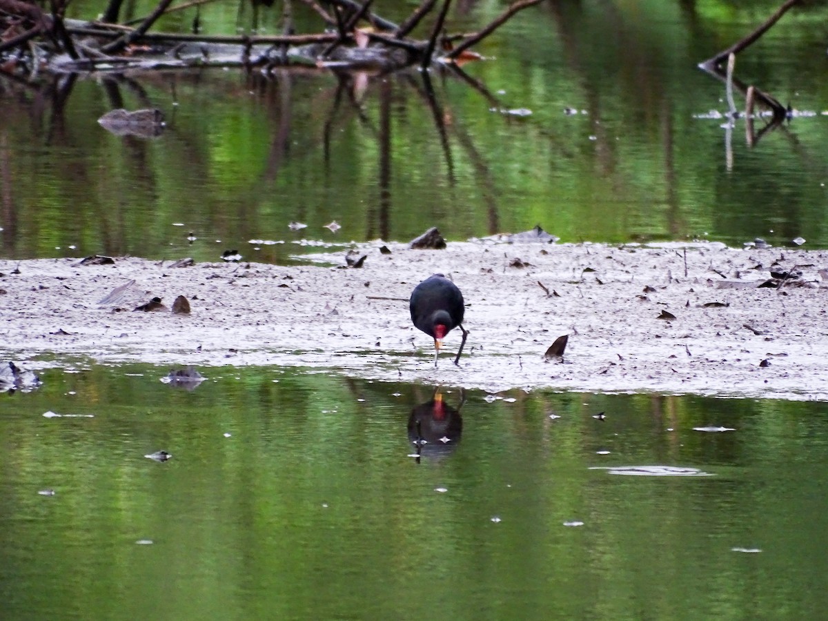 Wattled Jacana - ML646335205