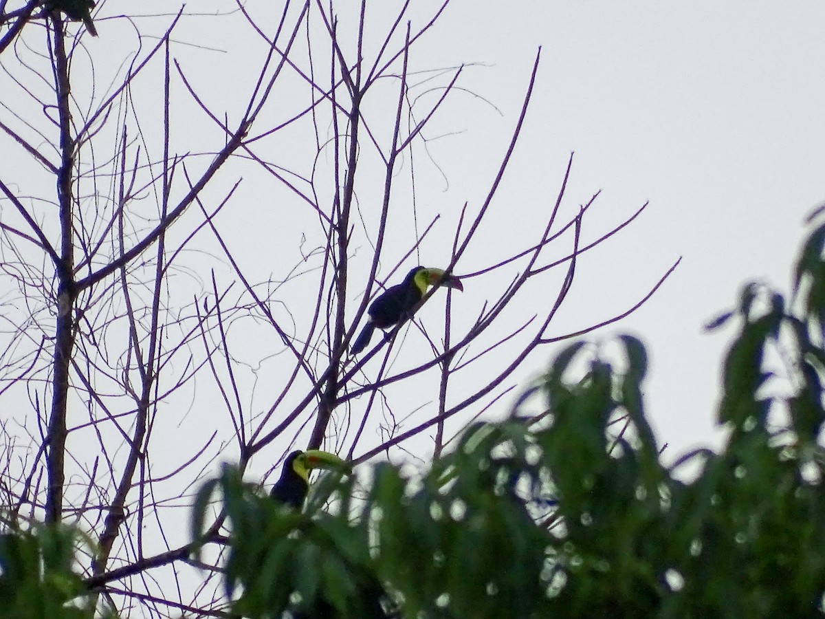 Keel-billed Toucan - ML646335206