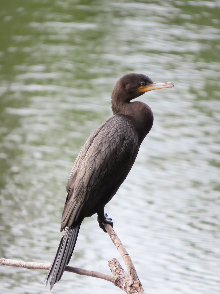 Neotropic Cormorant - ML646335209