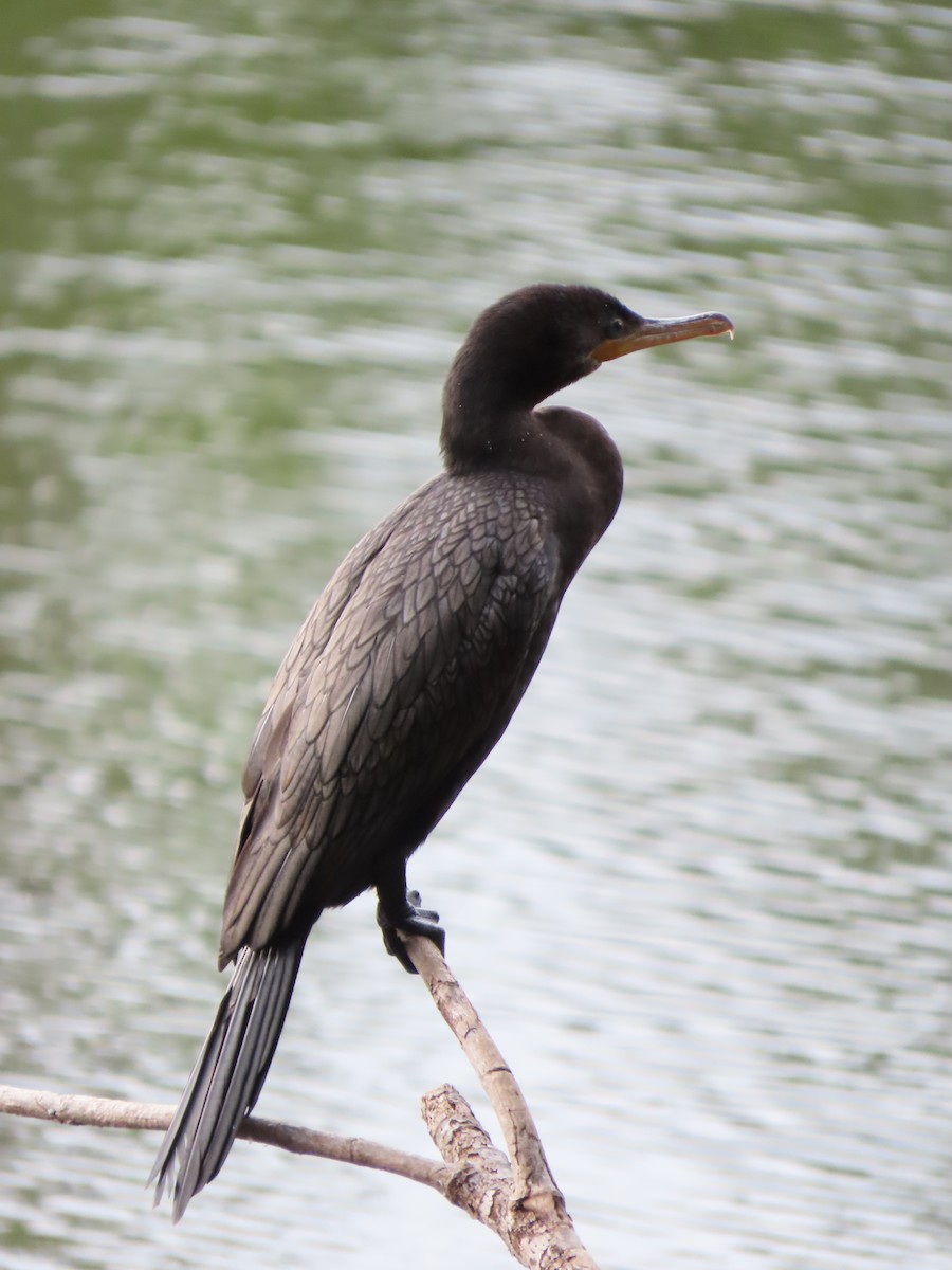 Neotropic Cormorant - ML646335211