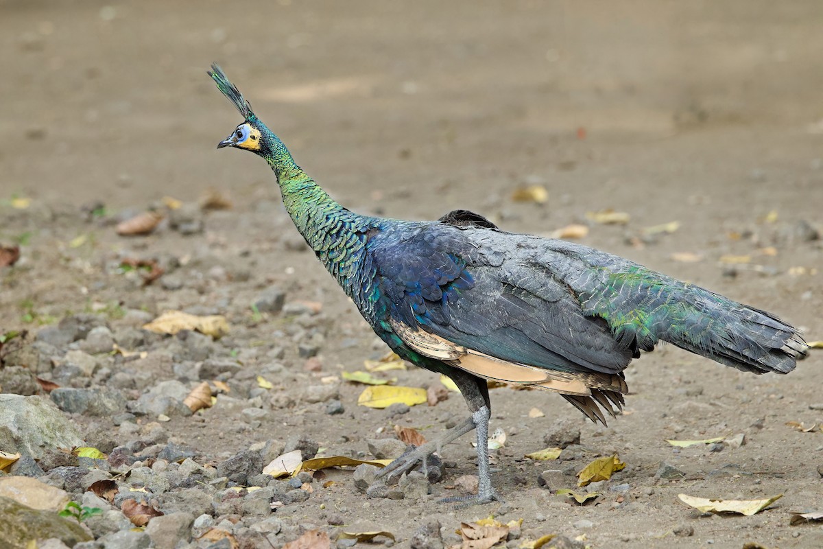 Green Peafowl - ML646335212