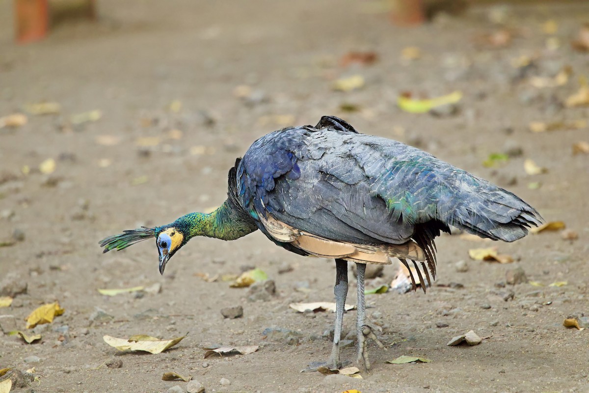 Green Peafowl - ML646335213