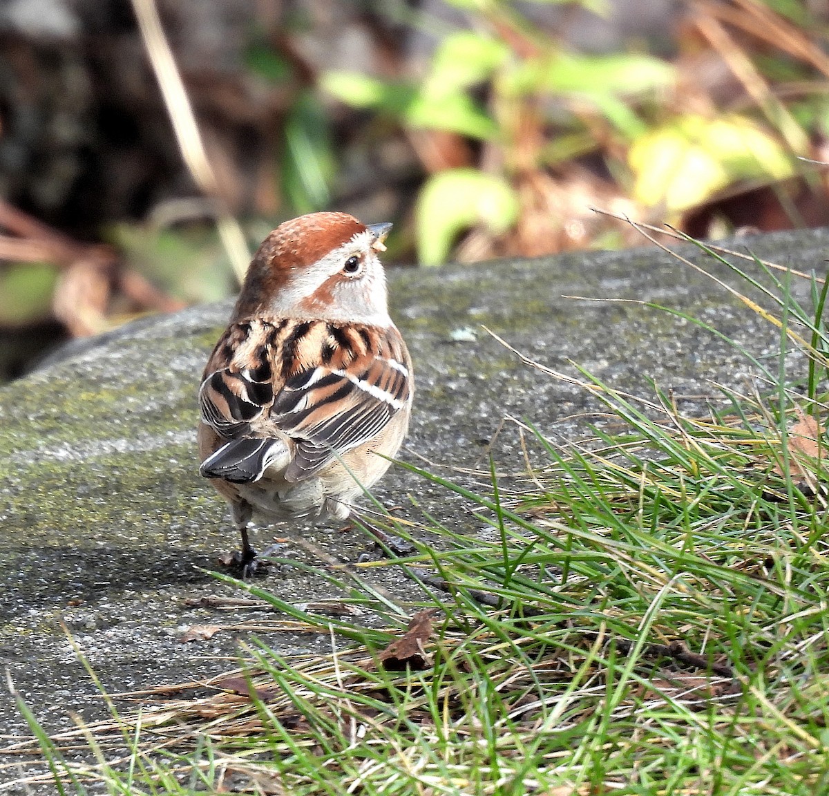 American Tree Sparrow - ML646335214