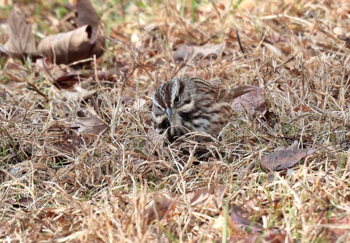 Song Sparrow - ML646335215
