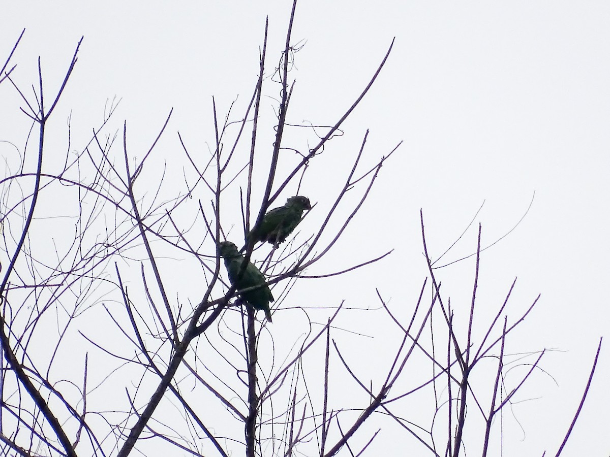 Mealy Amazon - ML646335216