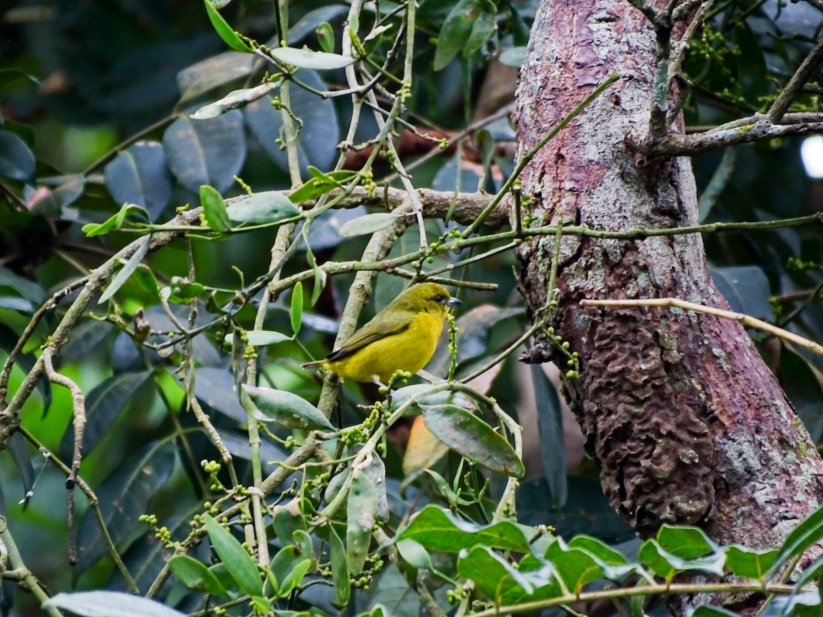 euphonia sp. - ML646335217