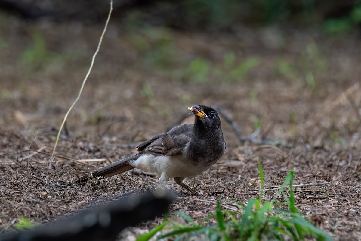 Brown Jay - ML646335218