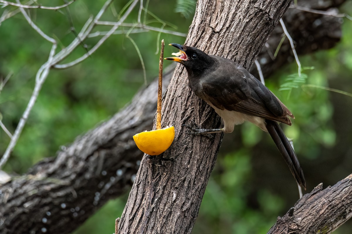 Brown Jay - ML646335219