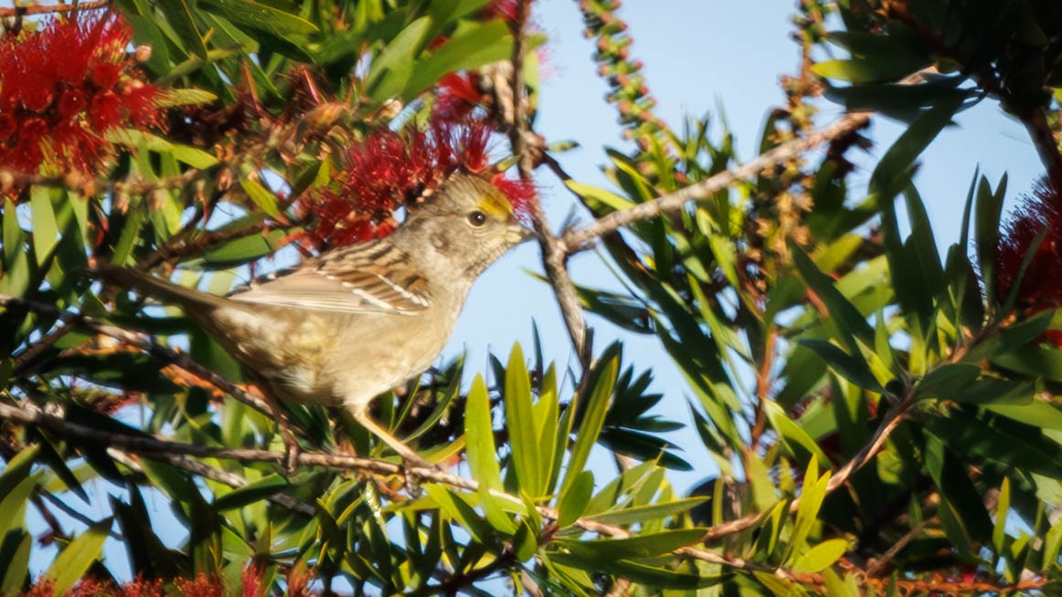 Golden-crowned Sparrow - ML646335220