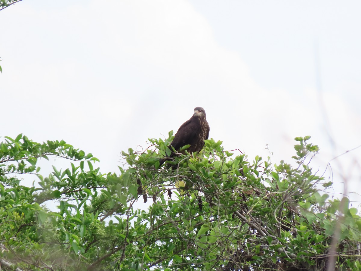 Snail Kite - ML646335222