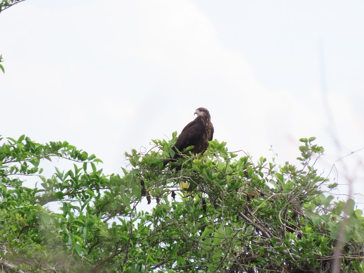 Snail Kite - ML646335223