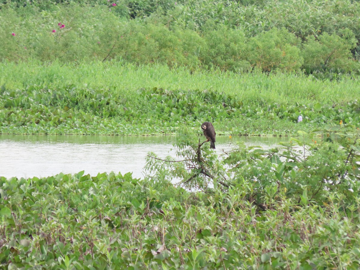 Snail Kite - ML646335224