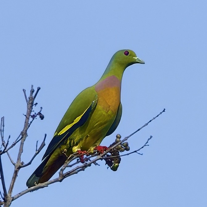 Orange-breasted Green-Pigeon - ML646335231