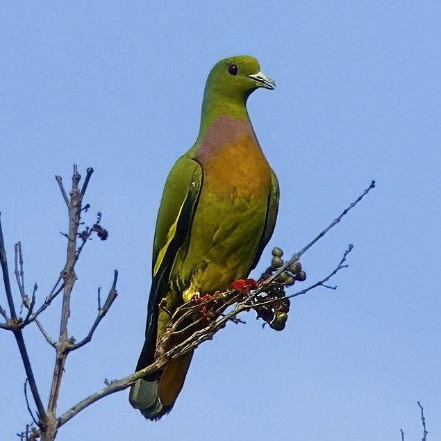 Orange-breasted Green-Pigeon - ML646335232