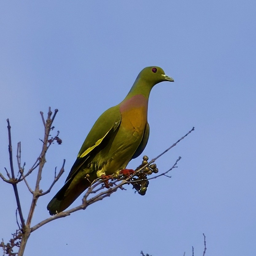 Orange-breasted Green-Pigeon - ML646335233