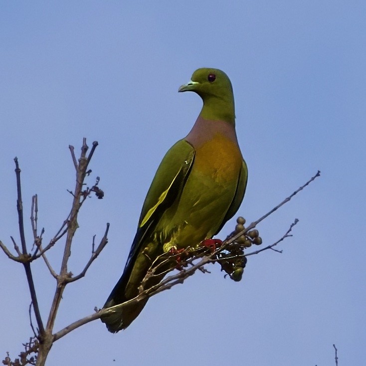 Orange-breasted Green-Pigeon - ML646335234