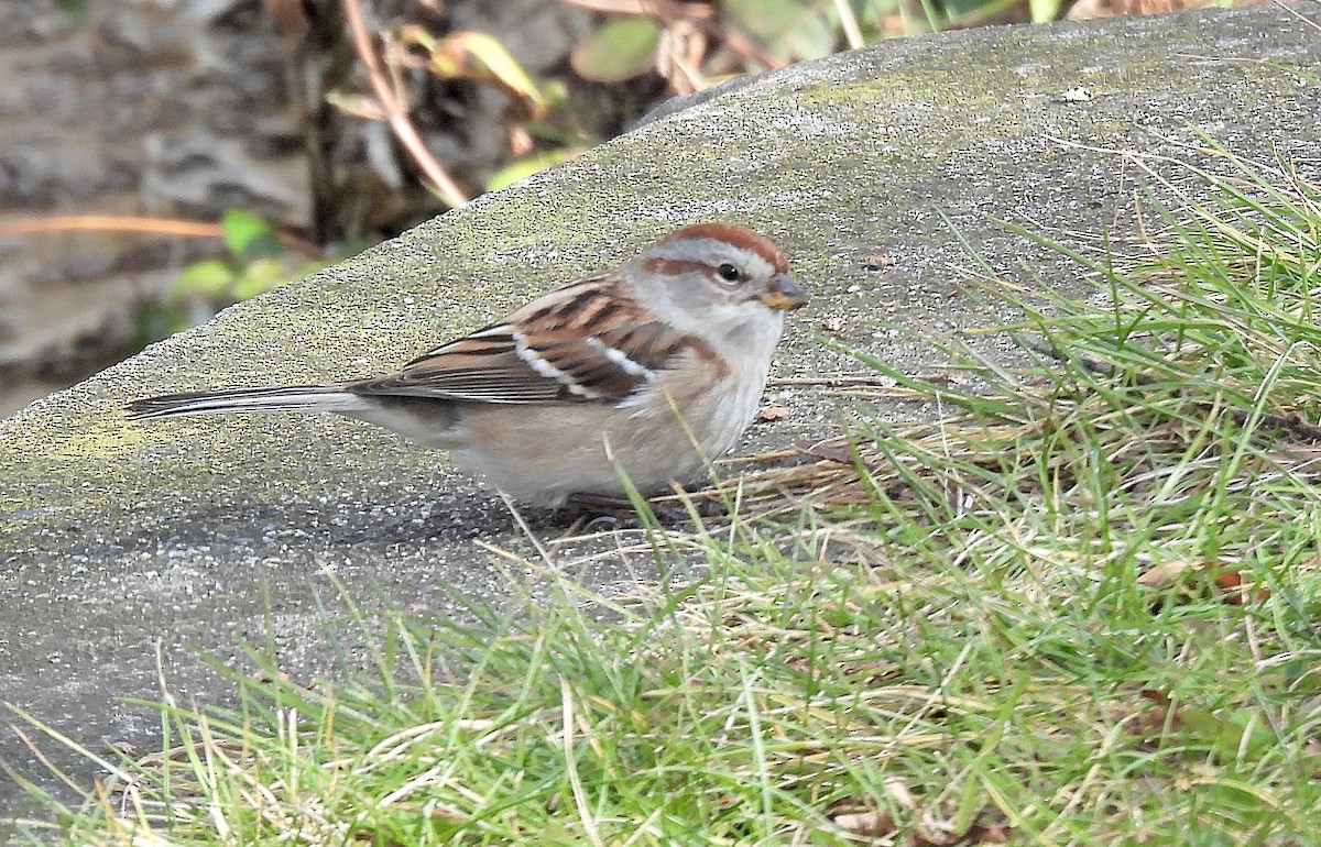 American Tree Sparrow - ML646335236