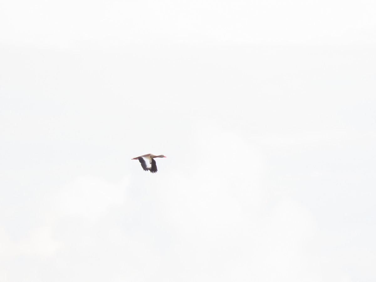 Black-bellied Whistling-Duck - ML646335238