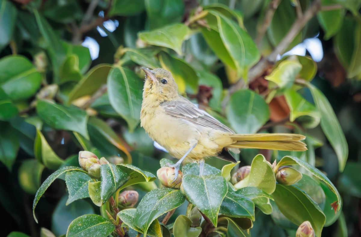 Hooded Oriole - ML646335240