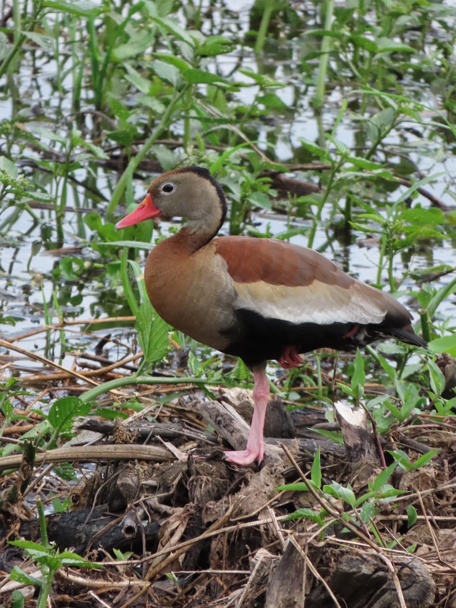 Black-bellied Whistling-Duck - ML646335241