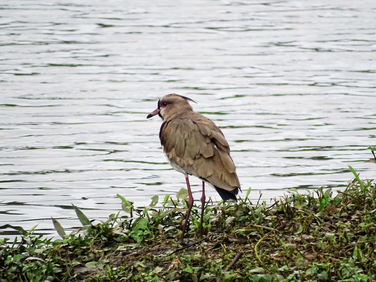 Southern Lapwing - ML646335242