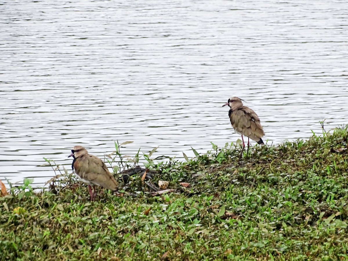 Southern Lapwing - ML646335243