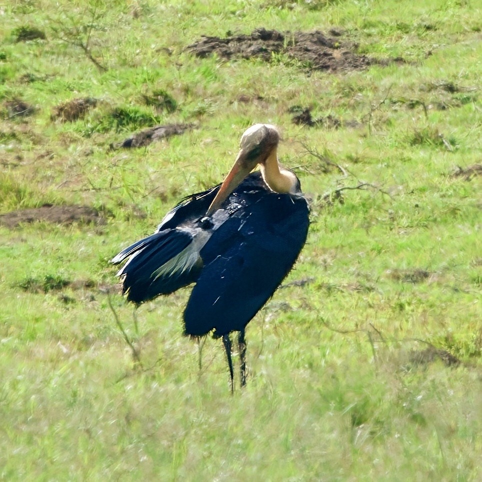 Lesser Adjutant - ML646335244