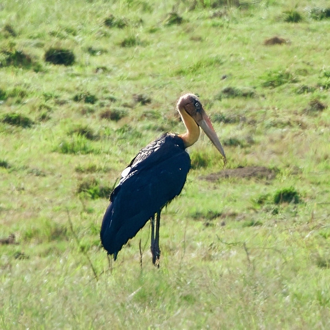 Lesser Adjutant - ML646335245