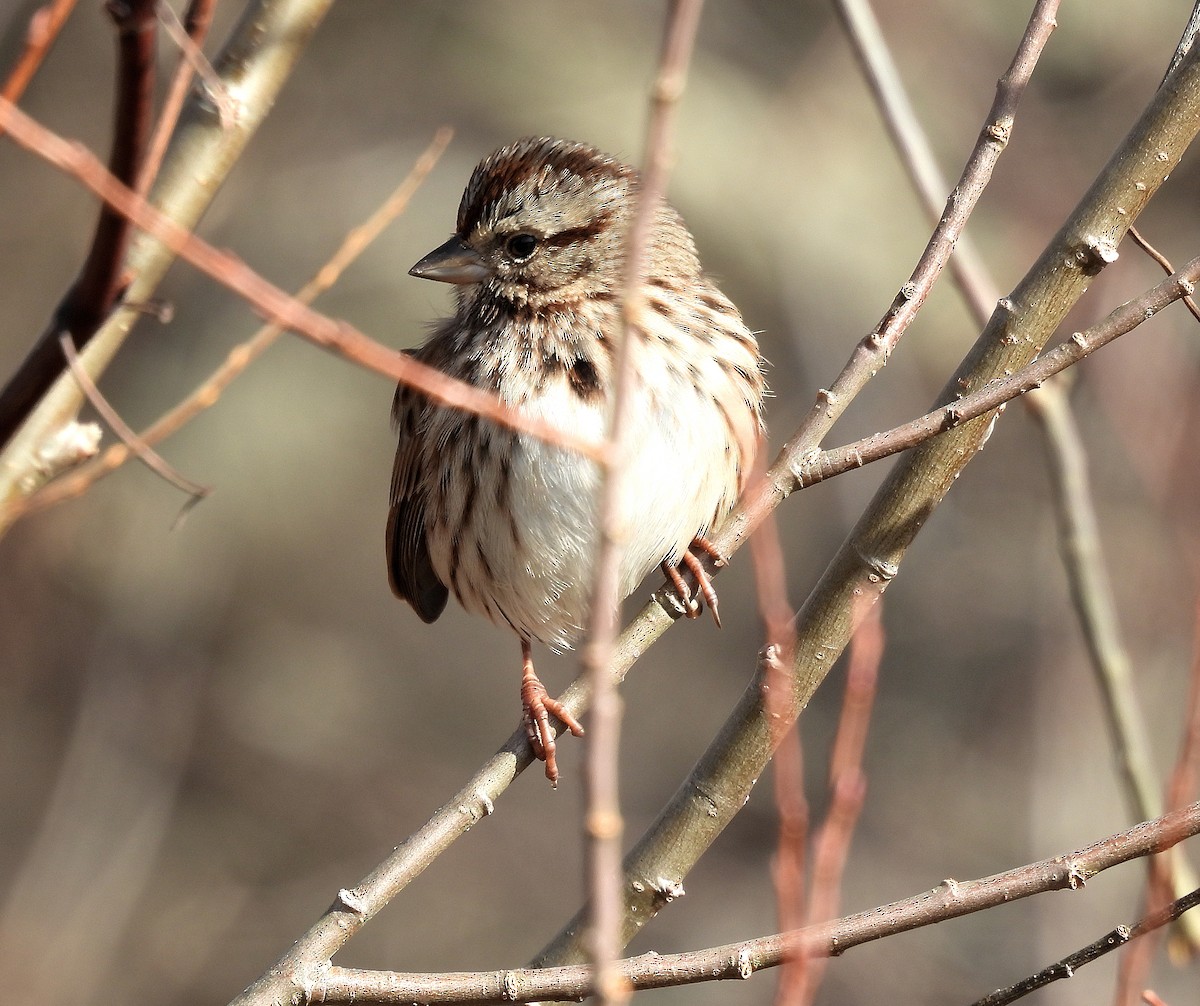 Song Sparrow - ML646335246