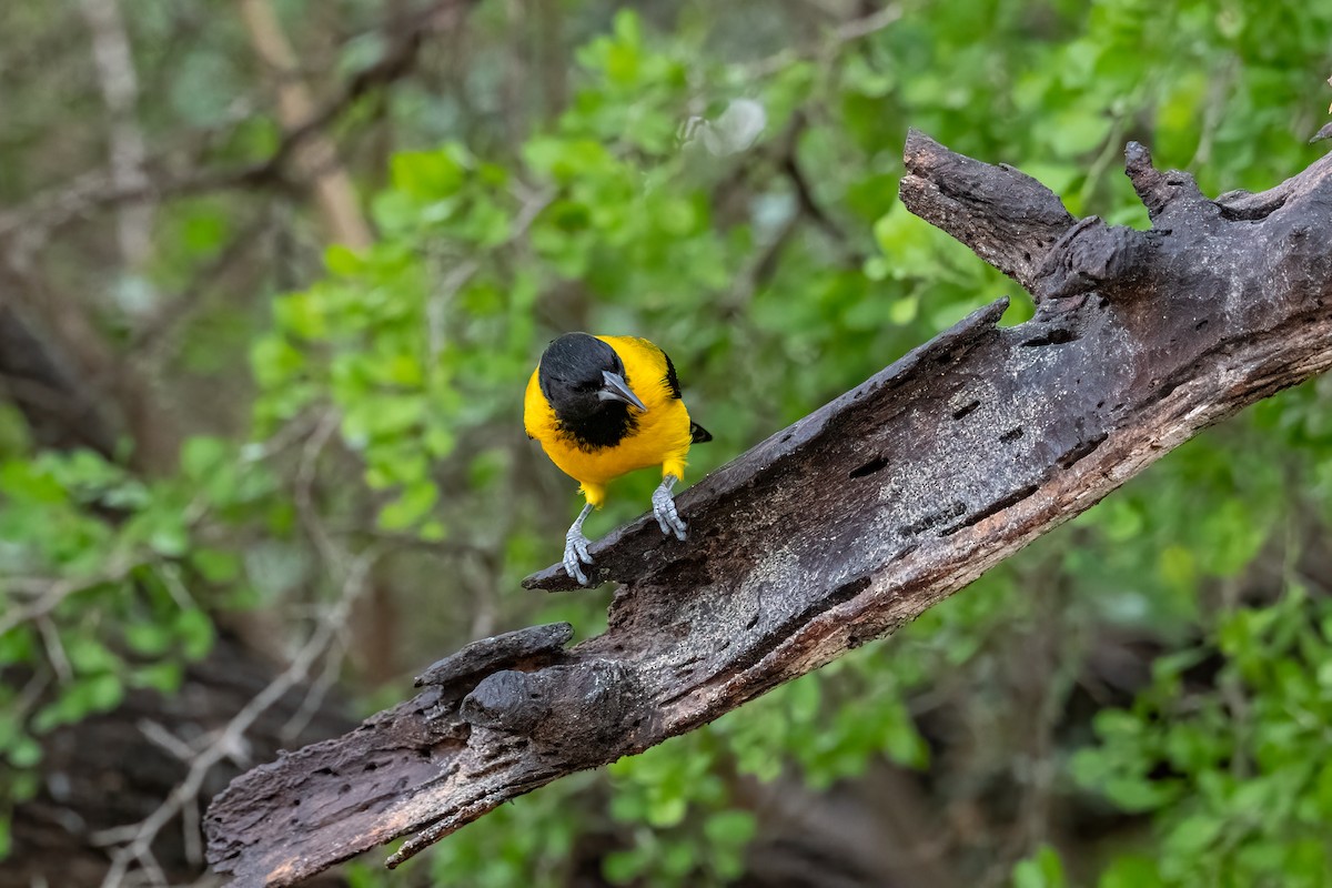 Audubon's Oriole - ML646335248
