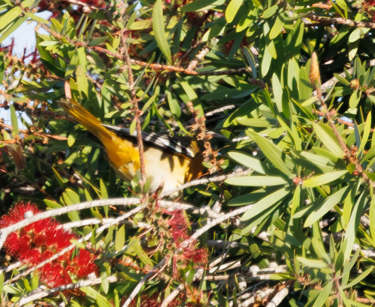 Baltimore Oriole - ML646335249