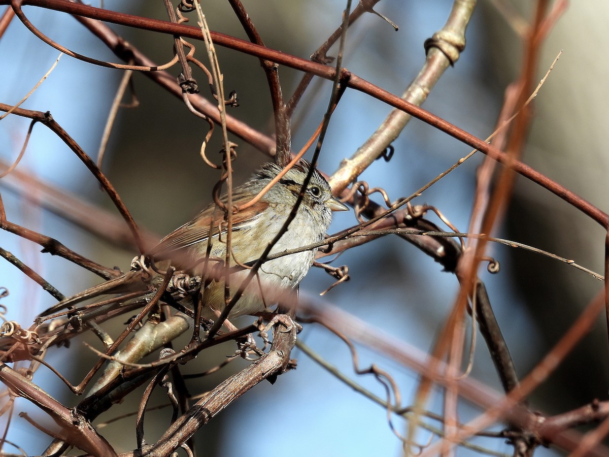 Swamp Sparrow - ML646335250