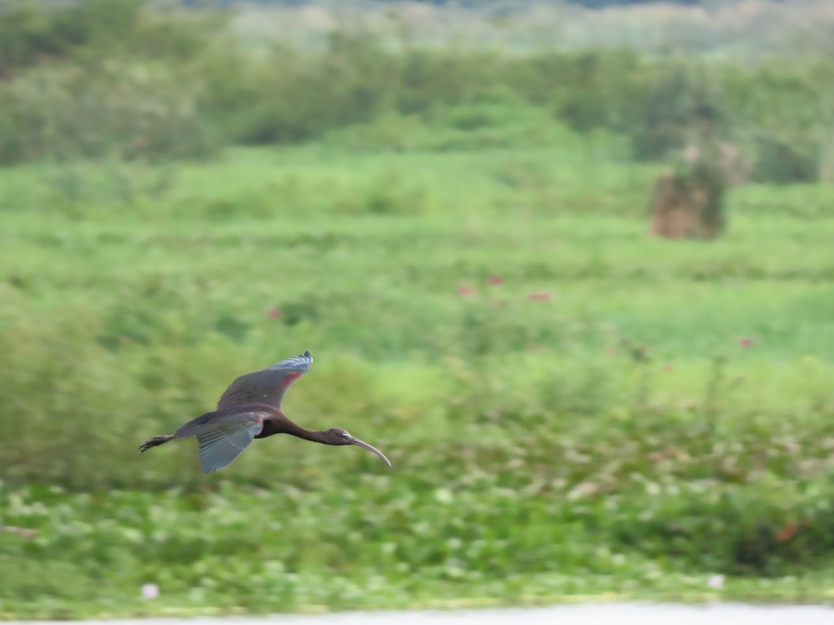 Каравайка - ML646335252