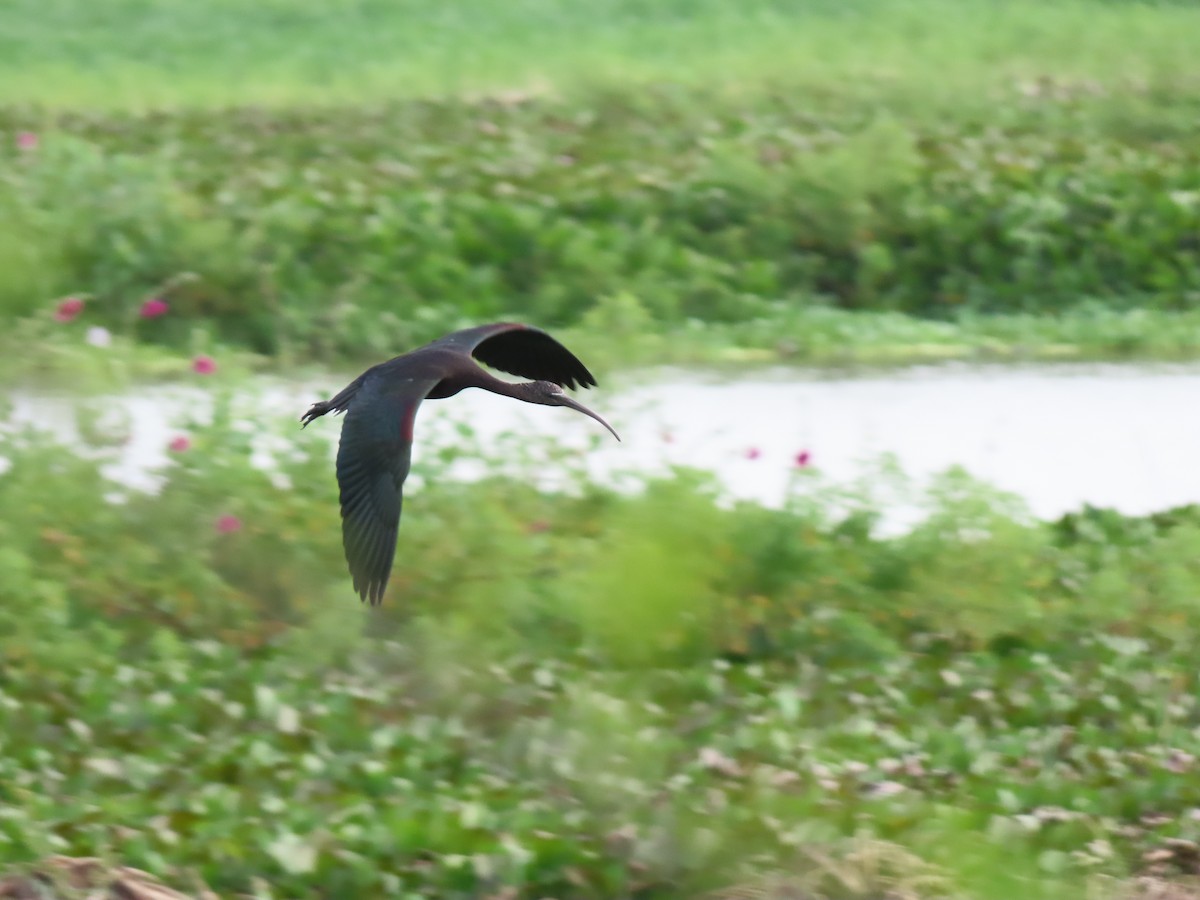 Каравайка - ML646335253