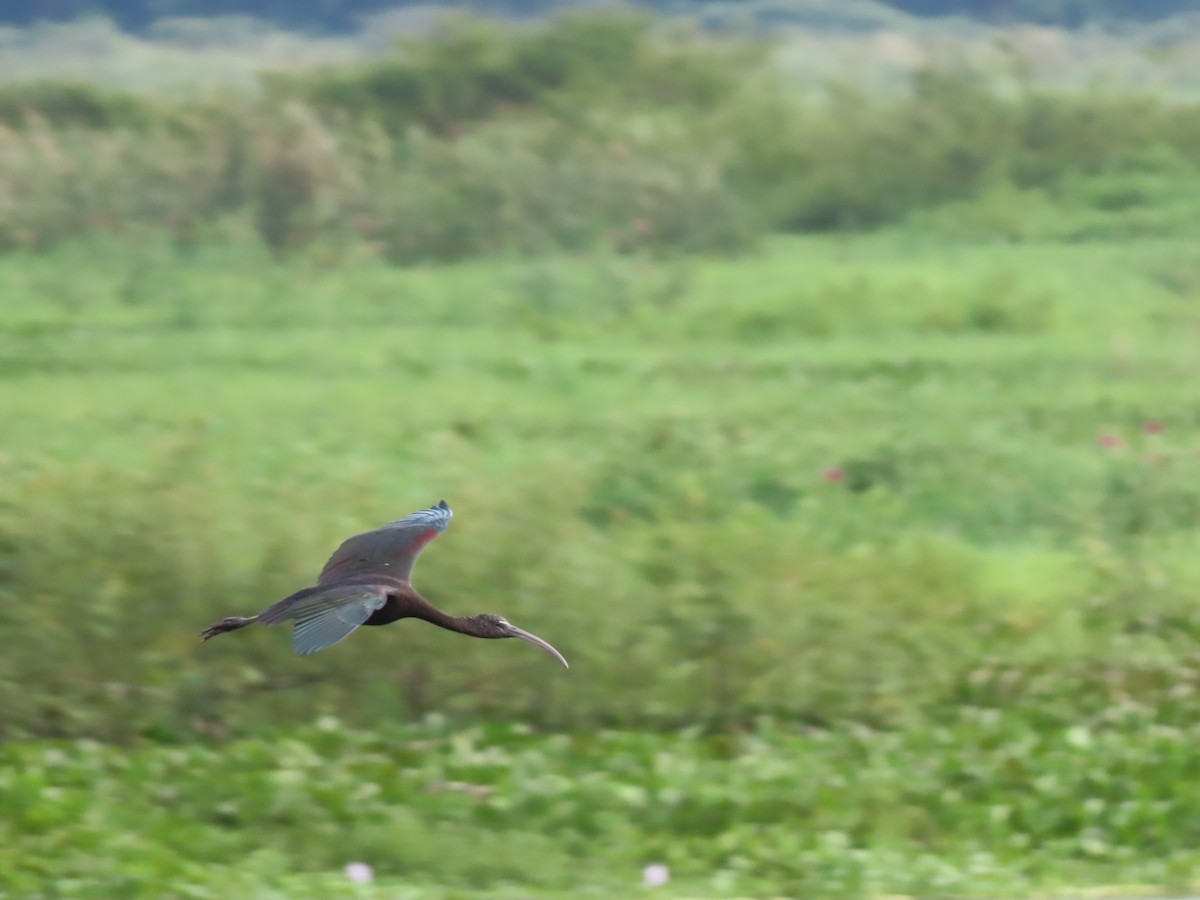 Каравайка - ML646335254