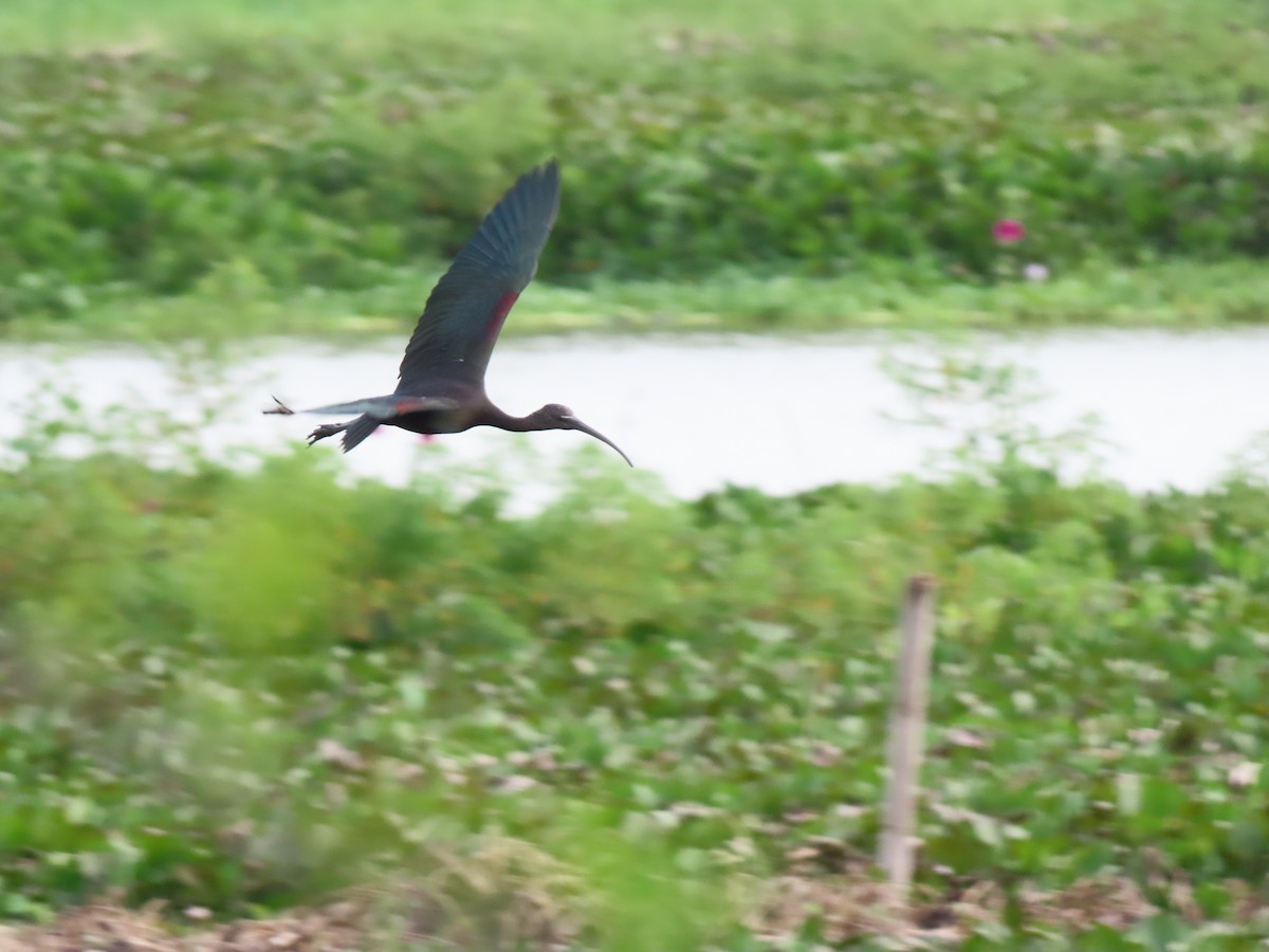 Каравайка - ML646335255