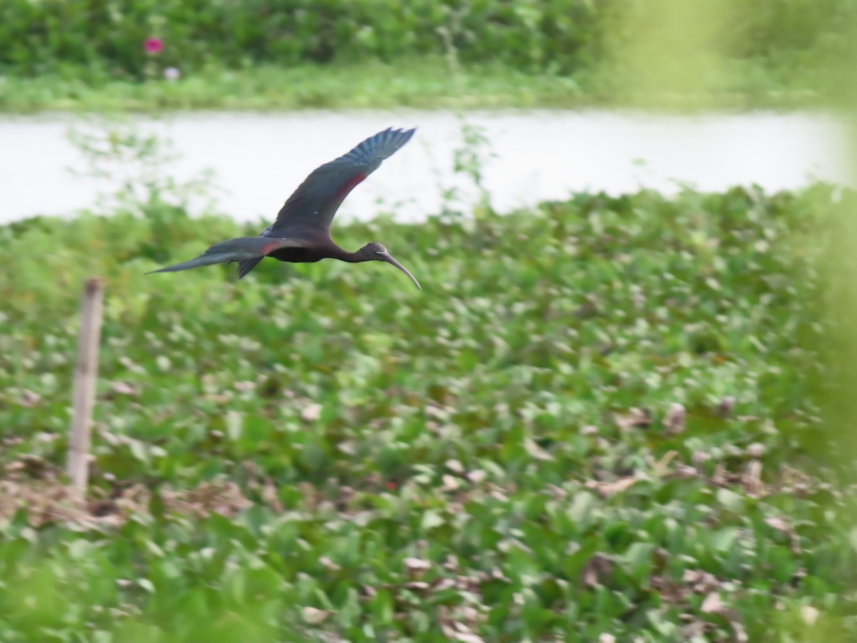 Каравайка - ML646335256