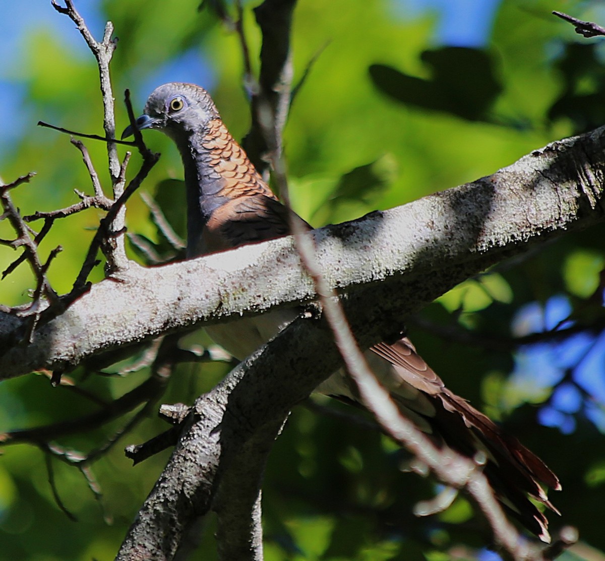Медношейная горлица - ML646335257