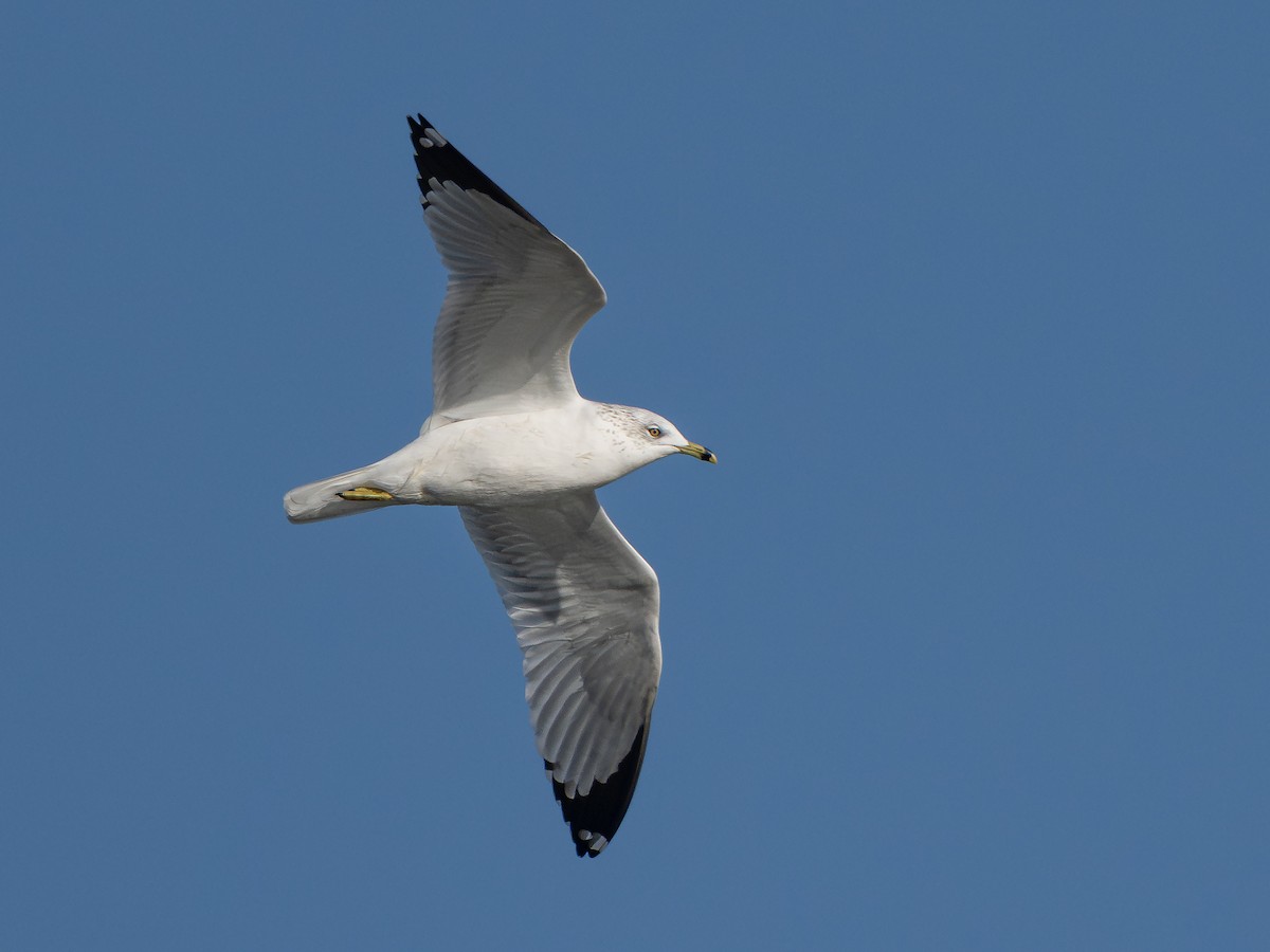 Делавэрская чайка - ML646335258