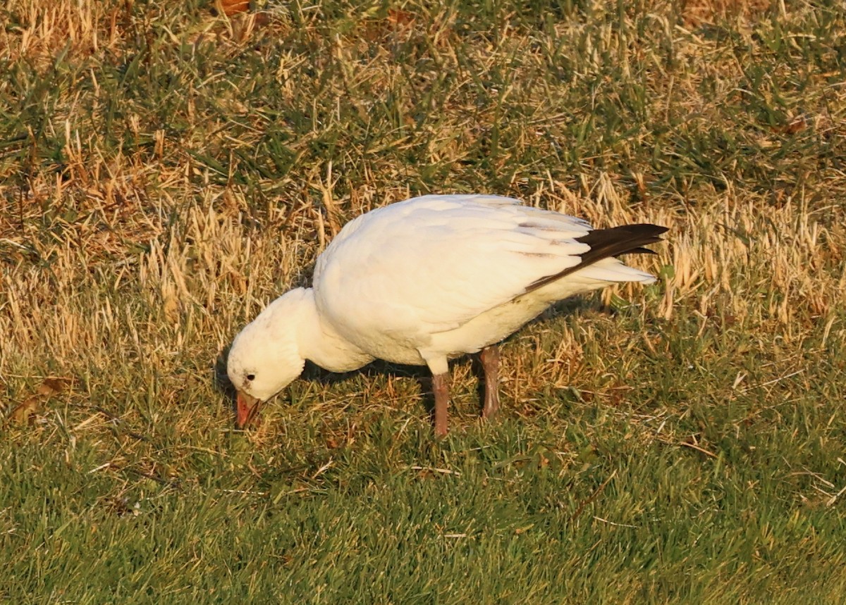 eskimogås - ML646335259