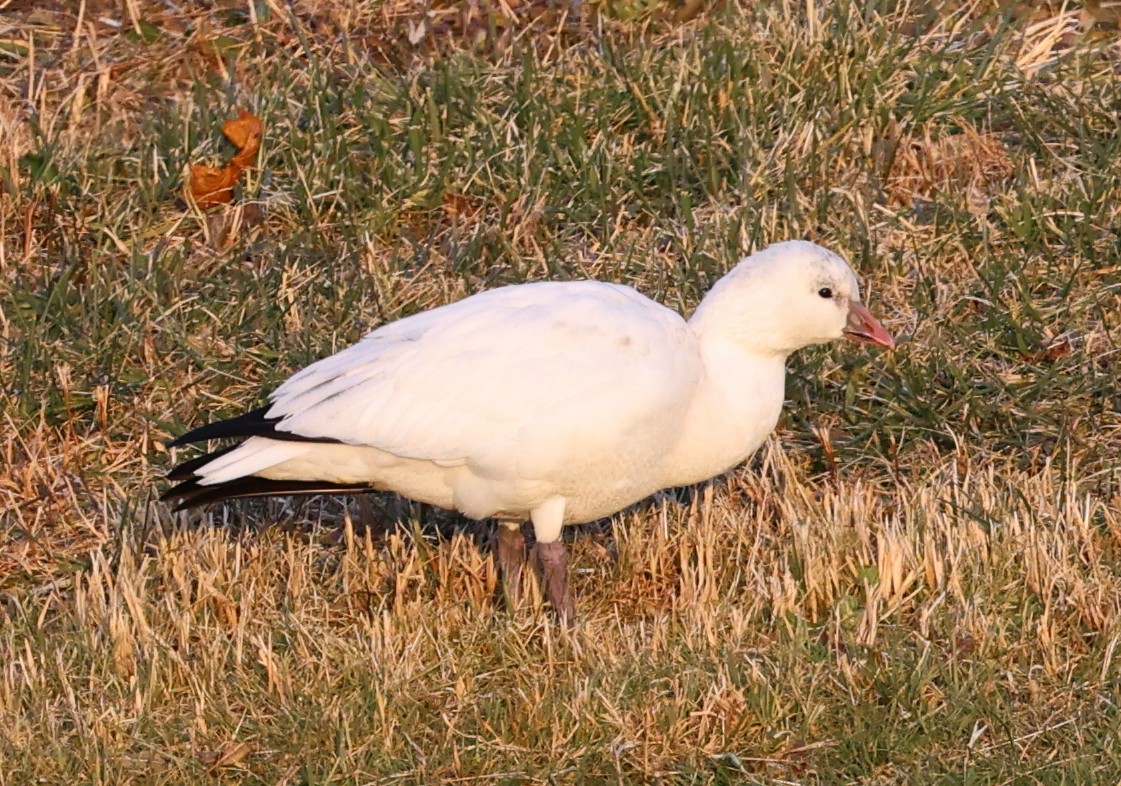 eskimogås - ML646335260