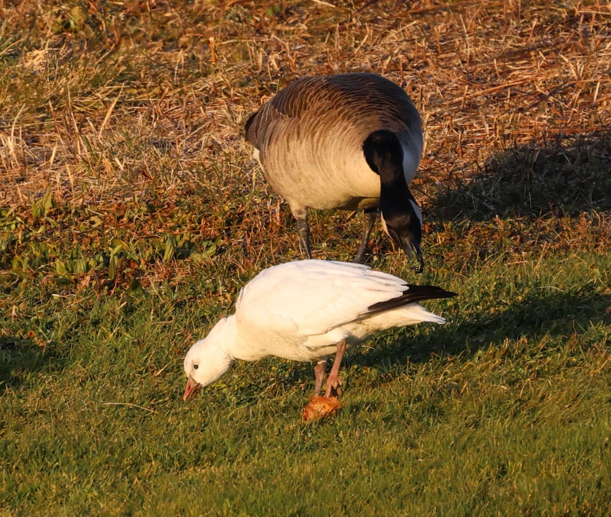 eskimogås - ML646335261