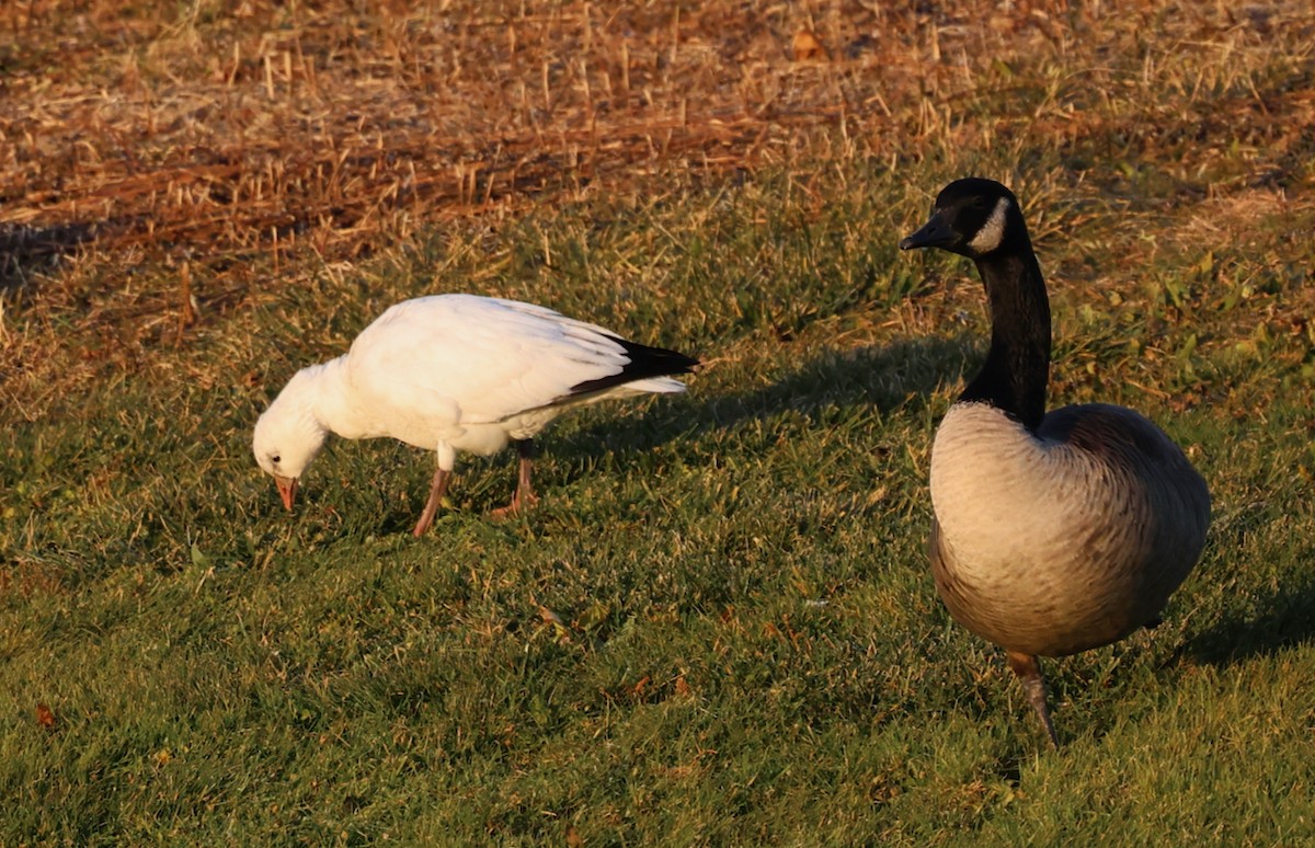 eskimogås - ML646335262