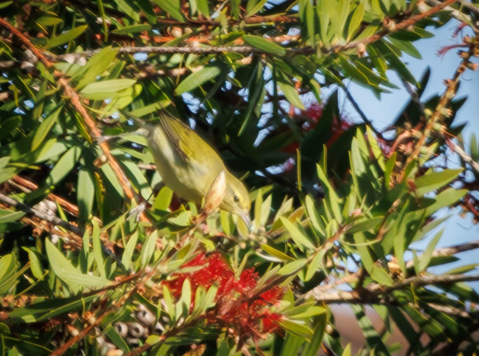 Tennessee Warbler - ML646335263