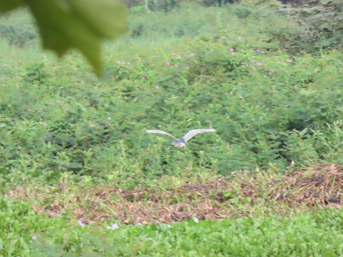 Кваква - ML646335264