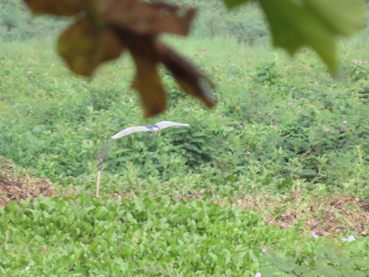 Кваква - ML646335265