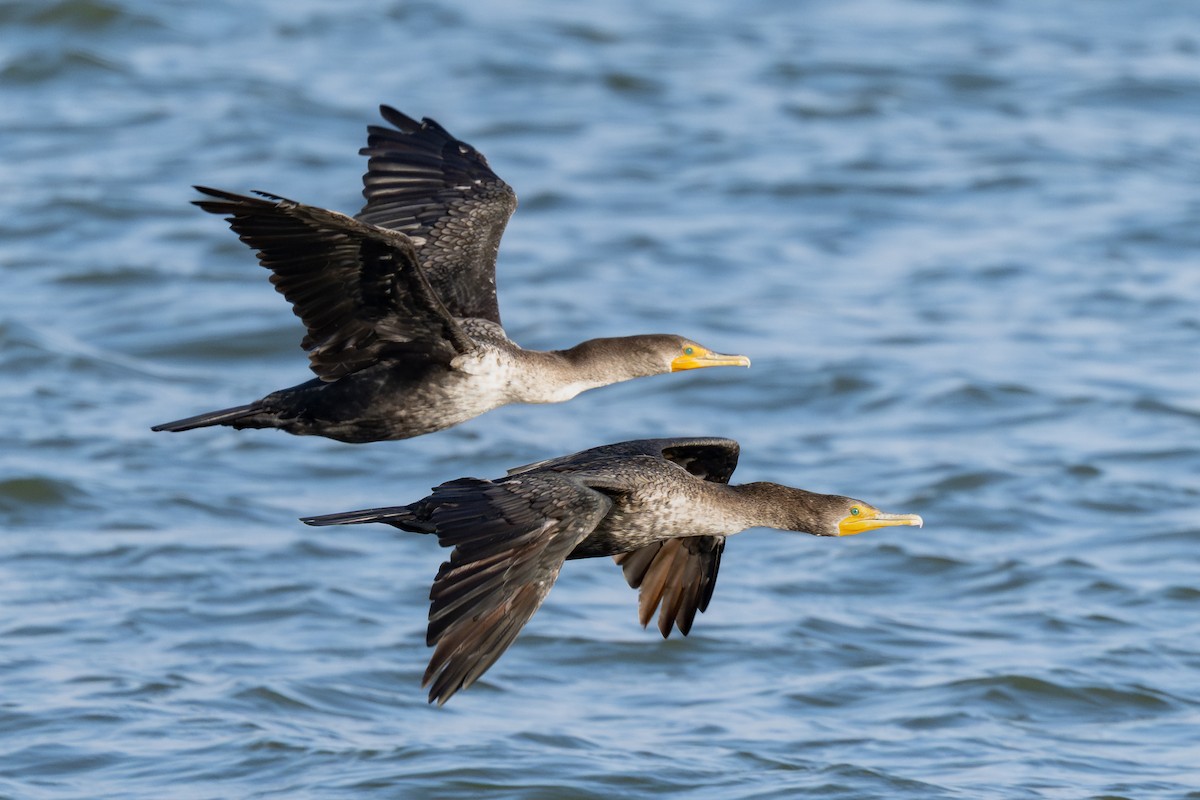 Ушастый баклан - ML646335266