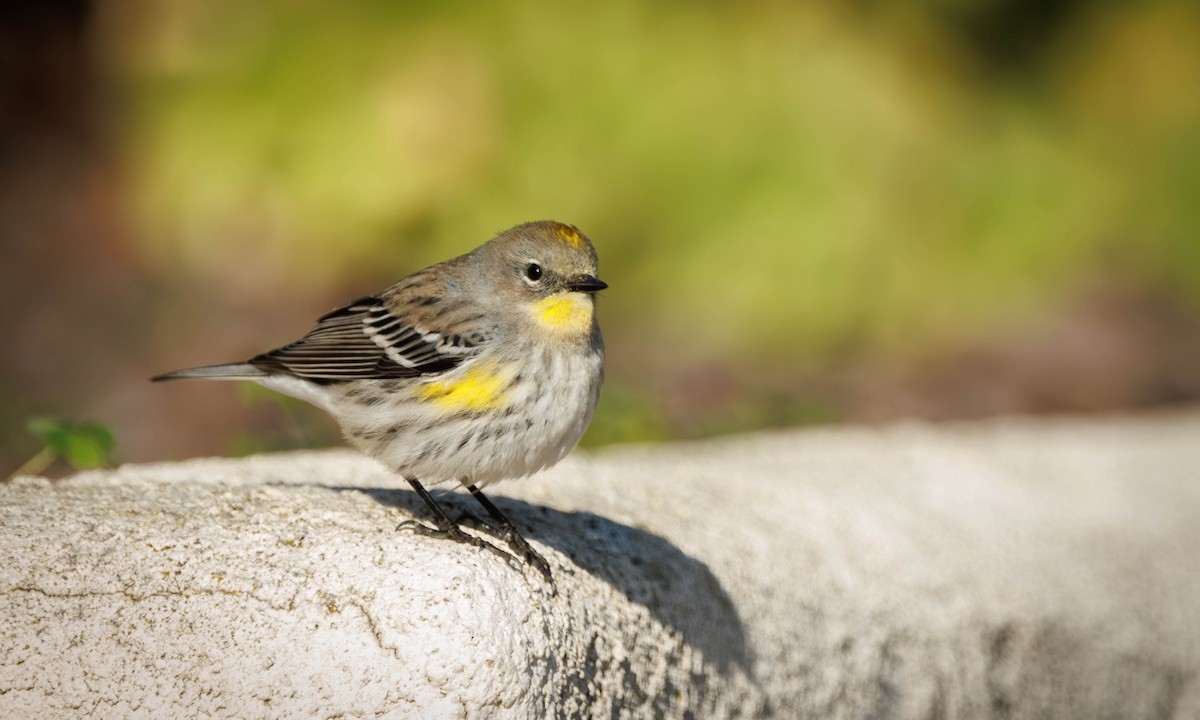 Миртовый певун - ML646335267