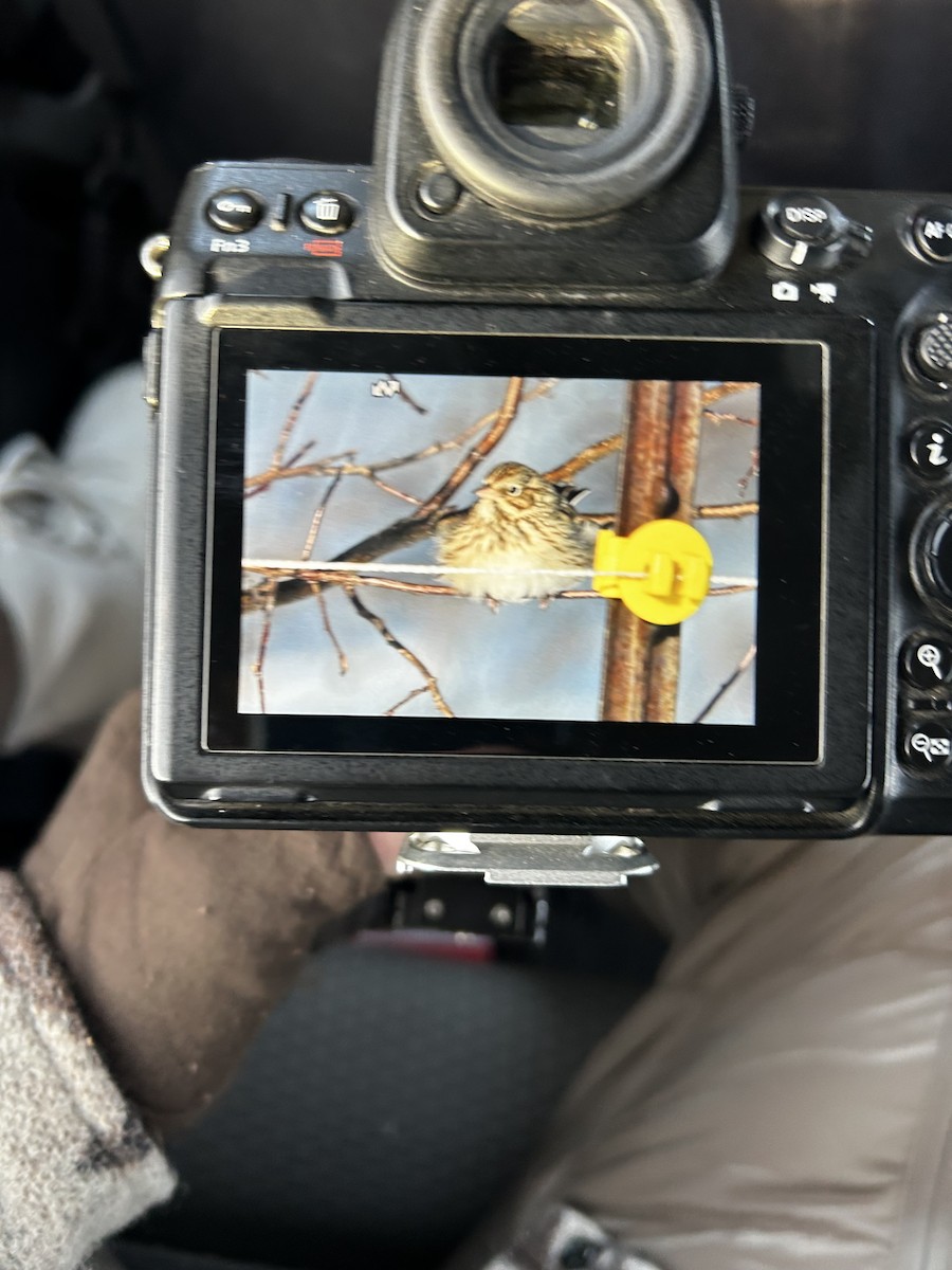 Вечерняя овсянка - ML646335268