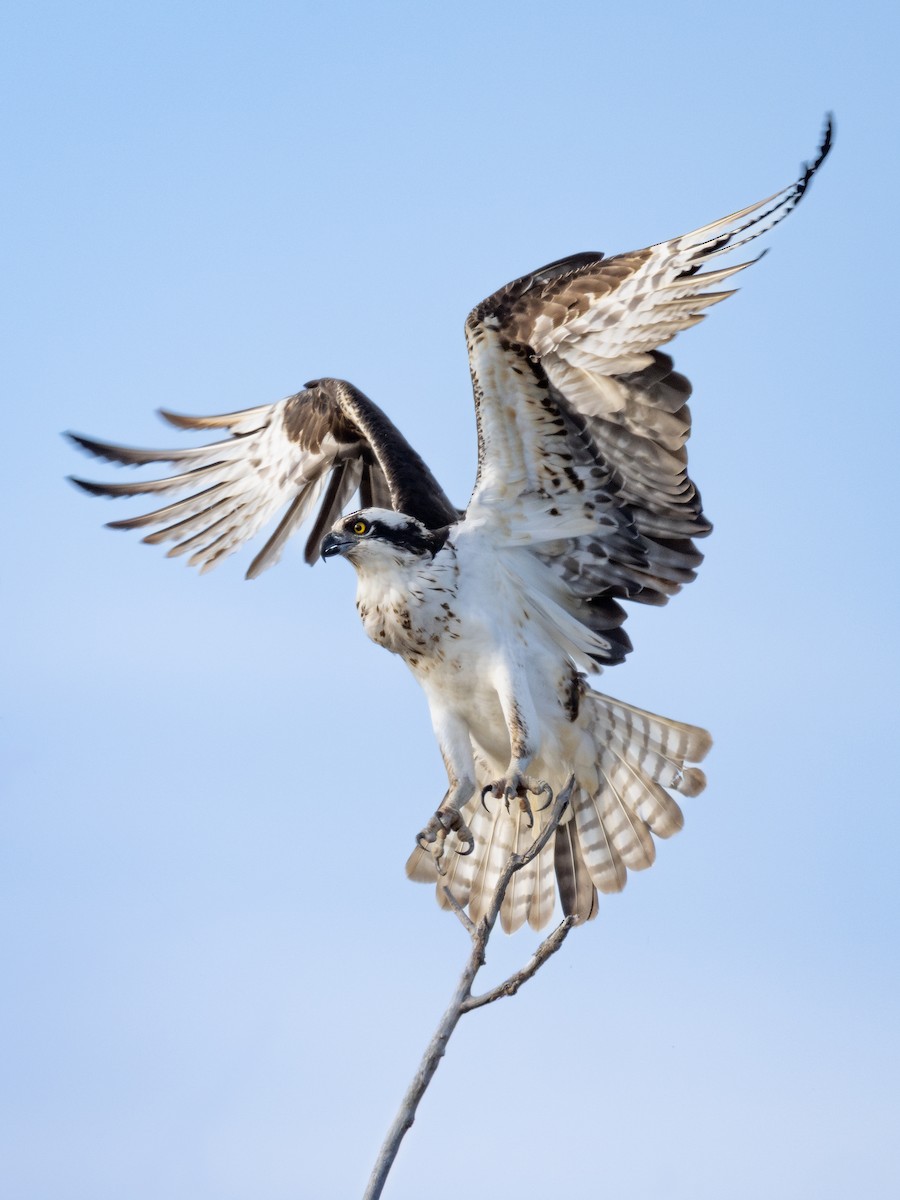 Скопа - ML646335269